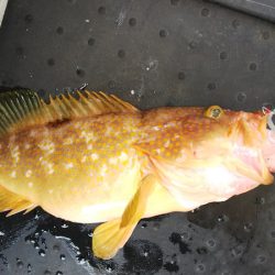 第二龍勢丸 釣果