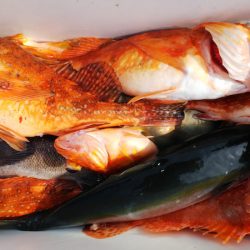 第二龍勢丸 釣果