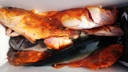 第二龍勢丸 釣果