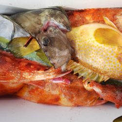 第二龍勢丸 釣果