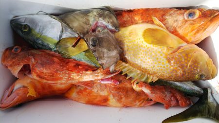 第二龍勢丸 釣果