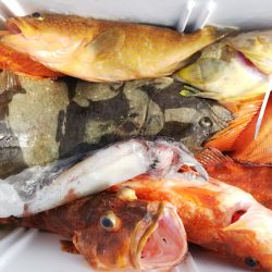 第二龍勢丸 釣果