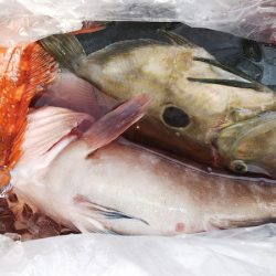 第二龍勢丸 釣果