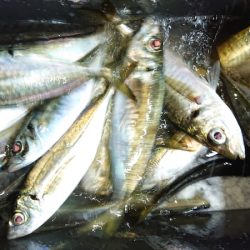 シースナイパー海龍 釣果