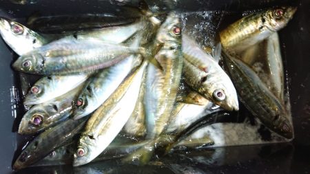 シースナイパー海龍 釣果