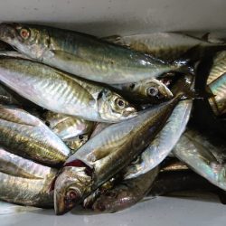 シースナイパー海龍 釣果