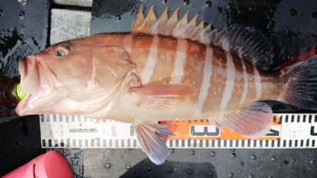 第二龍勢丸 釣果