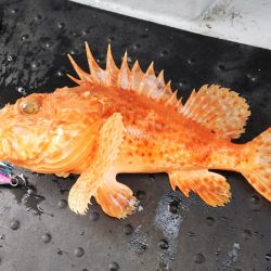 第二龍勢丸 釣果