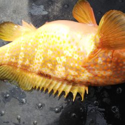 第二龍勢丸 釣果