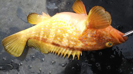 第二龍勢丸 釣果