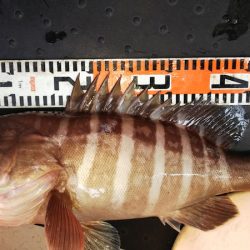 第二龍勢丸 釣果