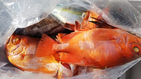 第二龍勢丸 釣果