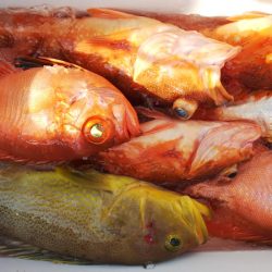 第二龍勢丸 釣果