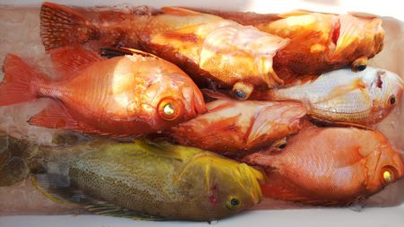 第二龍勢丸 釣果