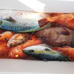 第二龍勢丸 釣果