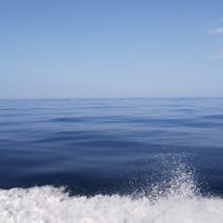 第二龍勢丸 釣果