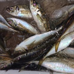 シースナイパー海龍 釣果