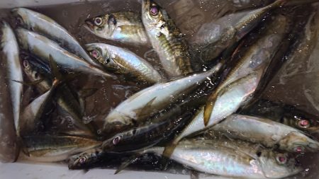 シースナイパー海龍 釣果