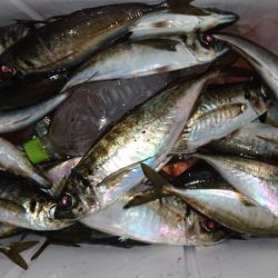 シースナイパー海龍 釣果