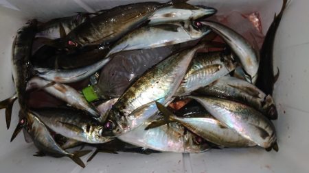 シースナイパー海龍 釣果