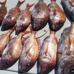 タイラバ遊漁船 ワンピース 釣果