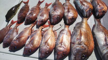 タイラバ遊漁船 ワンピース 釣果