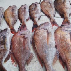 タイラバ遊漁船 ワンピース 釣果