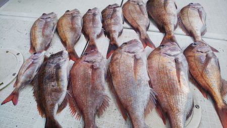 タイラバ遊漁船 ワンピース 釣果