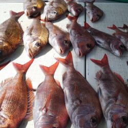 タイラバ遊漁船 ワンピース 釣果