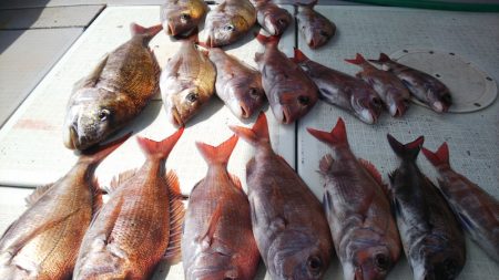 タイラバ遊漁船 ワンピース 釣果