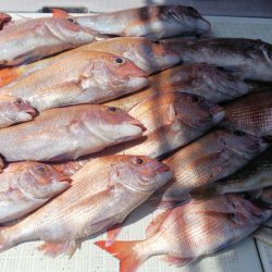 タイラバ遊漁船 ワンピース 釣果