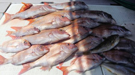 タイラバ遊漁船 ワンピース 釣果