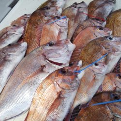 タイラバ遊漁船 ワンピース 釣果