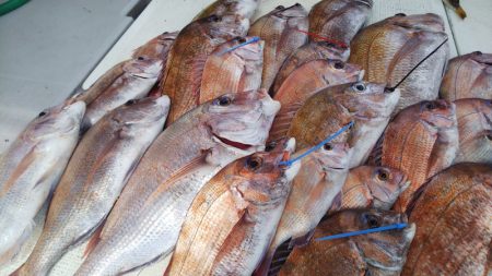 タイラバ遊漁船 ワンピース 釣果