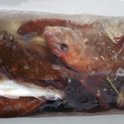 タイラバ遊漁船 ワンピース 釣果