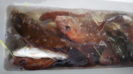 タイラバ遊漁船 ワンピース 釣果