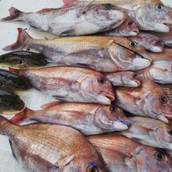 タイラバ遊漁船 ワンピース 釣果