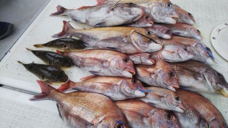 タイラバ遊漁船 ワンピース 釣果