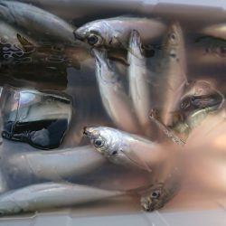 金沢八景鴨下丸 釣果