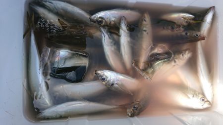 金沢八景鴨下丸 釣果