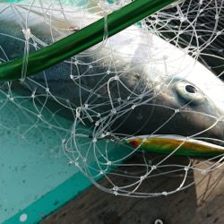 和栄丸 釣果