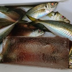 シースナイパー海龍 釣果