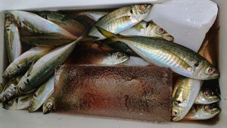 シースナイパー海龍 釣果