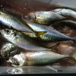 シースナイパー海龍 釣果