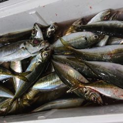 シースナイパー海龍 釣果