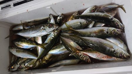 シースナイパー海龍 釣果