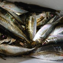 シースナイパー海龍 釣果