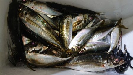 シースナイパー海龍 釣果