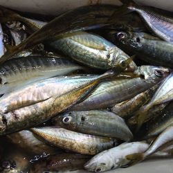 シースナイパー海龍 釣果