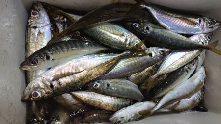 シースナイパー海龍 釣果